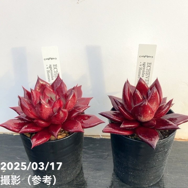 エケベリア 2.5号 ロメオルビン 2鉢セット｜観葉10-TU | 観葉・多肉