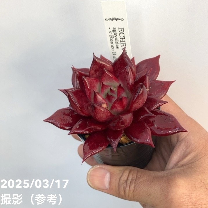 エケベリア 2.5号 ロメオルビン 2鉢セット｜観葉10-TU | 観葉・多肉