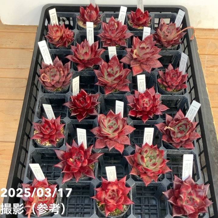 エケベリア 2.5号 ロメオルビン 2鉢セット｜観葉10-TU | 観葉・多肉