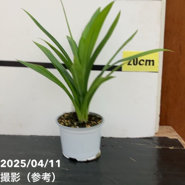 ニオイタコノキ パンダンリーフ 4号 2鉢セット｜草花10-TU | 草花