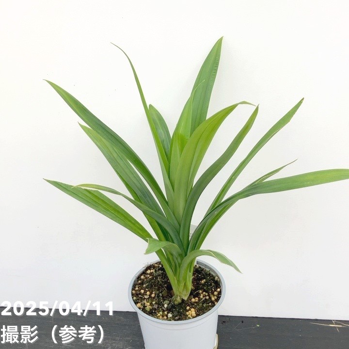 ニオイタコノキ パンダンリーフ 4号 2鉢セット｜草花10-TU | 草花