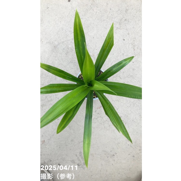 ニオイタコノキ パンダンリーフ 4号 2鉢セット｜草花10-TU | 草花