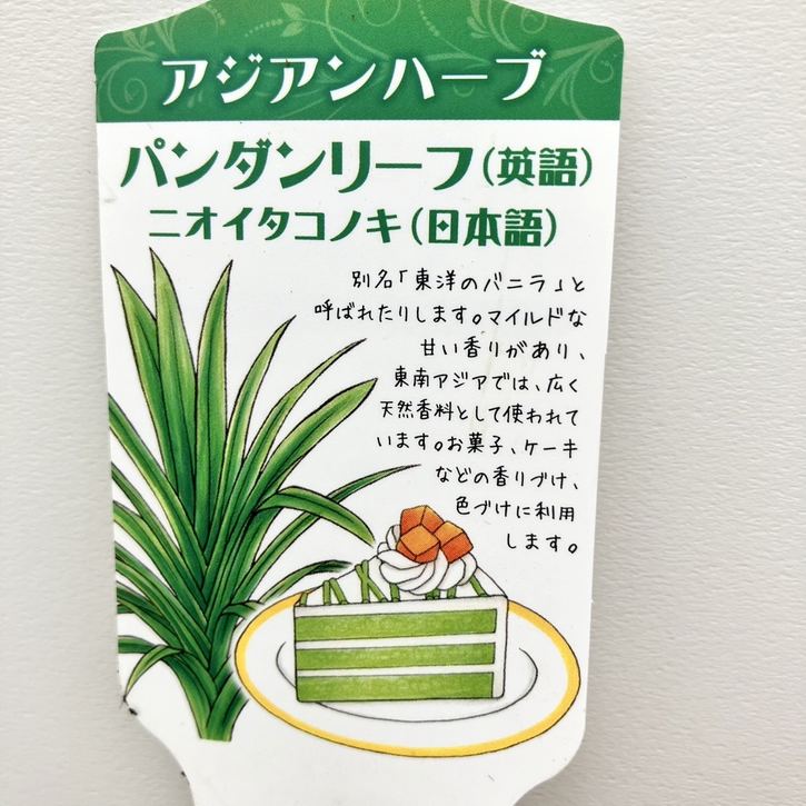 ニオイタコノキ パンダンリーフ 4号 2鉢セット｜草花10-TU | 草花