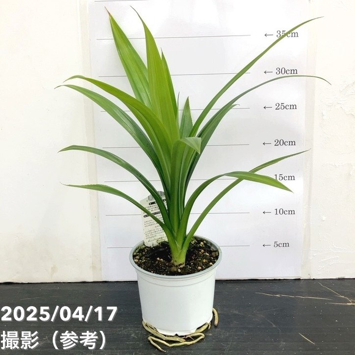 ニオイタコノキ パンダンリーフ 4号 2鉢セット｜草花10-TU | 草花