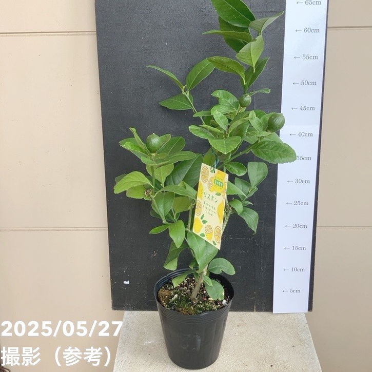 実付き レモン リスボンレモン 5号ポット｜果樹04-PA | 果樹,柑橘