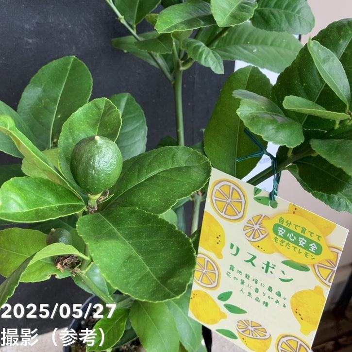 実付き レモン リスボンレモン 5号ポット｜果樹04-PA | 果樹,柑橘