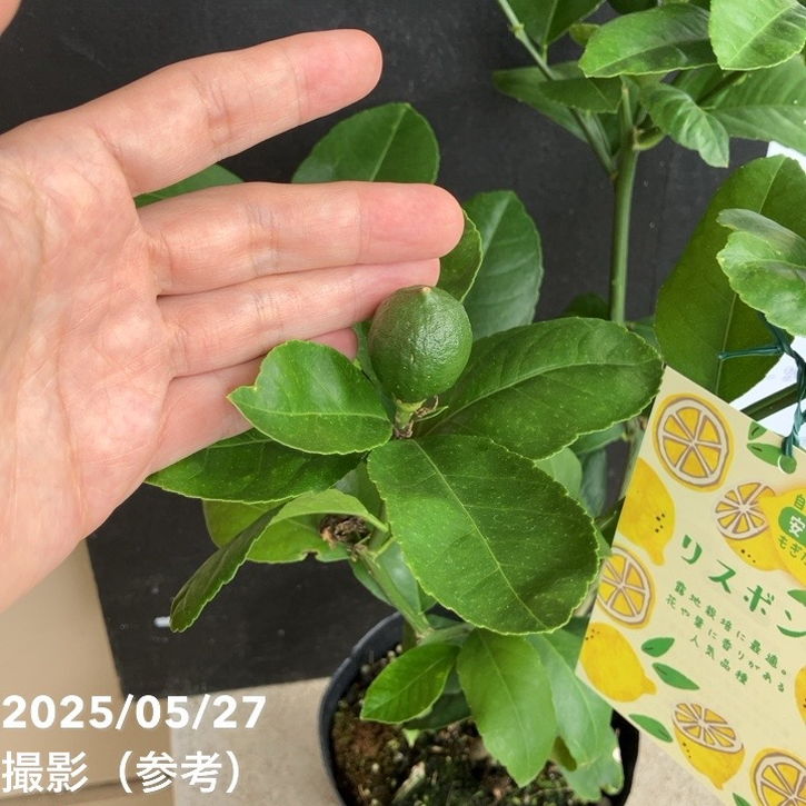 レモンの木　リスボン　実つき　ボリューム株　 樹形抜群の大株 レモンの木 リスボン 実つき ボリューム株 樹形抜群の大株