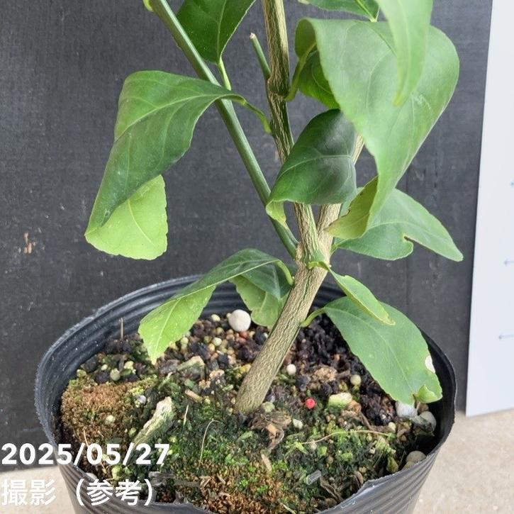 実付き レモン リスボンレモン 5号ポット｜果樹04-PA | 果樹,柑橘