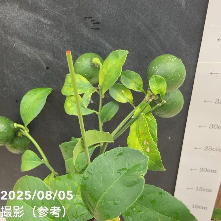 実付き レモン リスボンレモン 5号ポット｜果樹04-PA | 果樹,柑橘