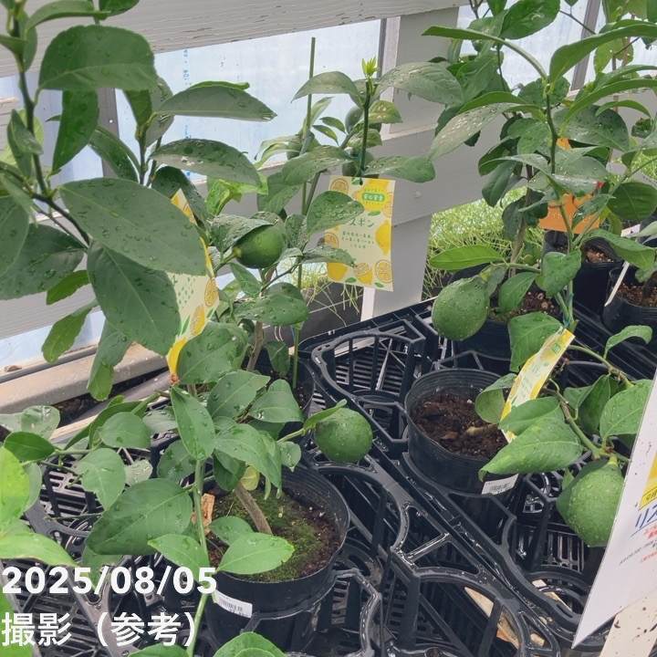 実付き レモン リスボンレモン 5号ポット｜果樹04-PA | 果樹,柑橘