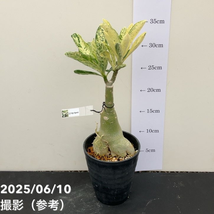 アデニウム オベスム 4号 Lip Sport（21）｜観葉01-D1 | 観葉・多肉