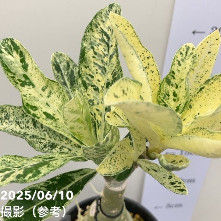 アデニウム オベスム 4号 Lip Sport（21）｜観葉01-D1 | 観葉・多肉