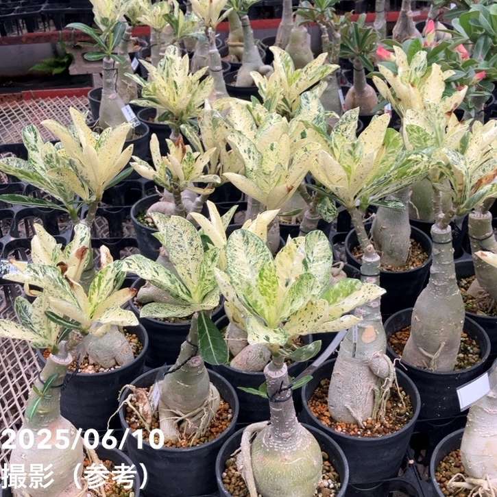 アデニウム オベスム 4号 Lip Sport（21）｜観葉01-D1 | 観葉・多肉