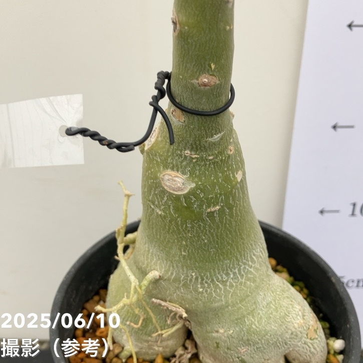 アデニウム オベスム 4号 Lip Sport（21）｜観葉01-D1 | 観葉・多肉