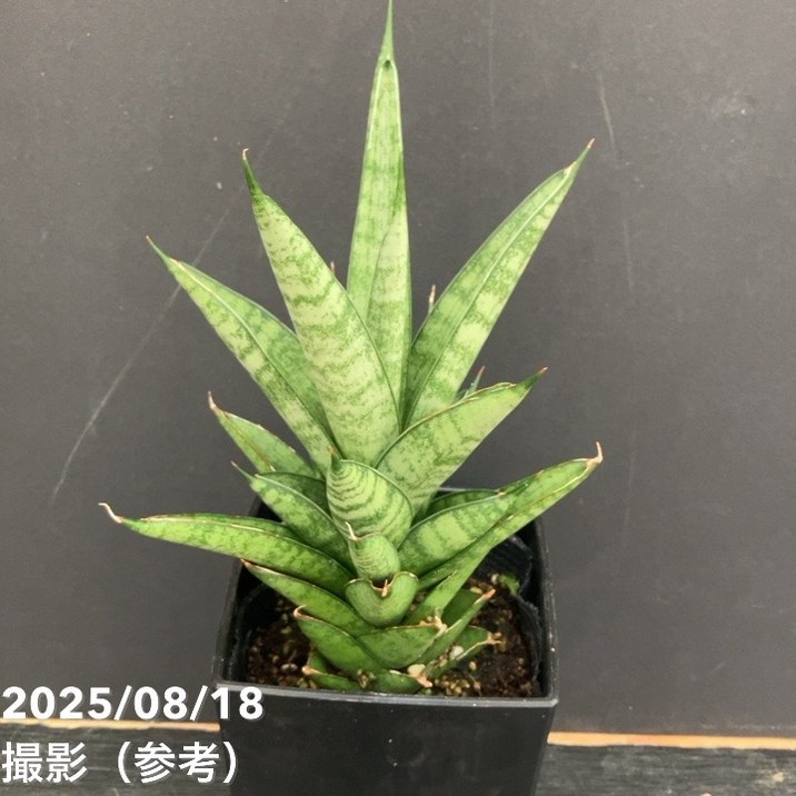 植物の奴隷　月曜日発送様 リクエスト 5点 まとめ商品 期間限定10％OFF！】サンスベリア 4号 シューター Shooter 角プラ鉢