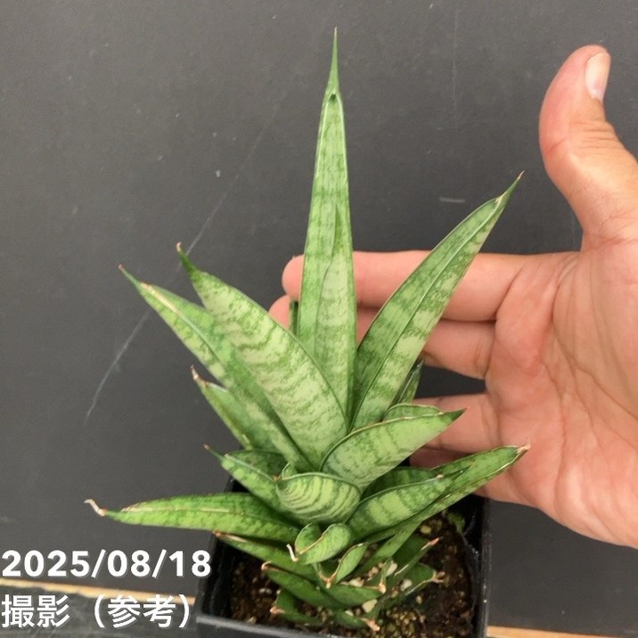 期間限定10％OFF！】サンスベリア 4号 シューター Shooter 角プラ鉢