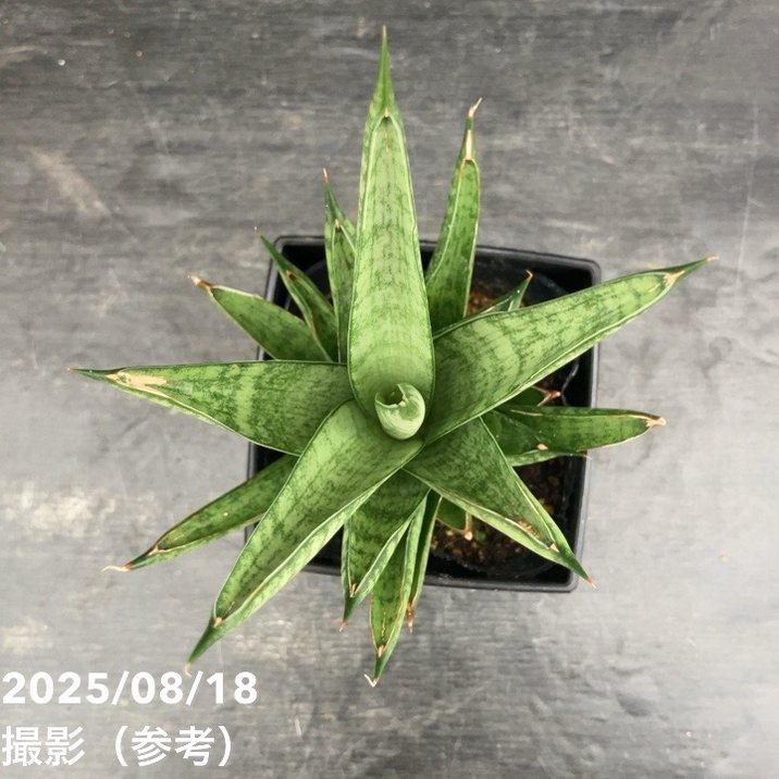 期間限定10％OFF！】サンスベリア 4号 シューター Shooter 角プラ鉢