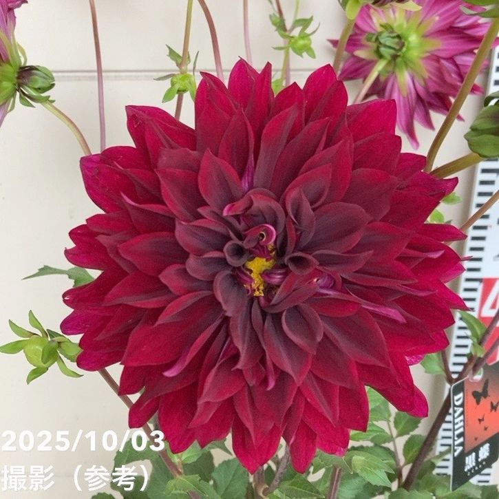 ダリア 黒蝶 5号｜草花04-PA | 草花,[多年草・宿根草] | 赤塚植物園