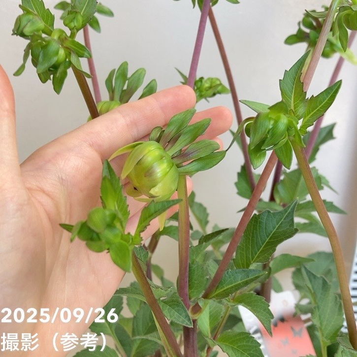 ダリア 黒蝶 5号｜草花04-PA | 草花,[多年草・宿根草] | 赤塚植物園