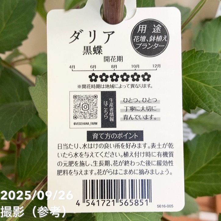 ダリア 黒蝶 5号｜草花04-PA | 草花,[多年草・宿根草] | 赤塚植物園