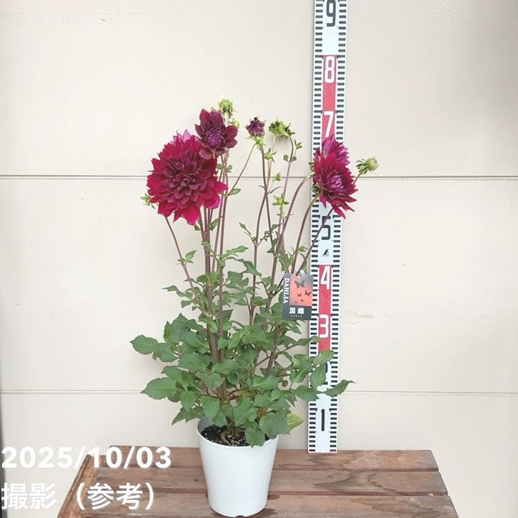 ダリア 黒蝶 5号｜草花04-PA | 草花,[多年草・宿根草] | 赤塚植物園