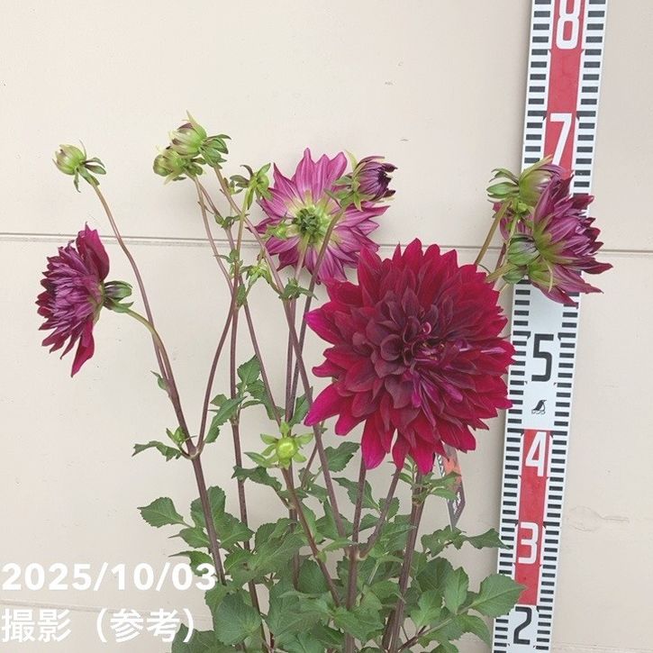 ダリア 黒蝶 5号｜草花04-PA | 草花,[多年草・宿根草] | 赤塚植物園