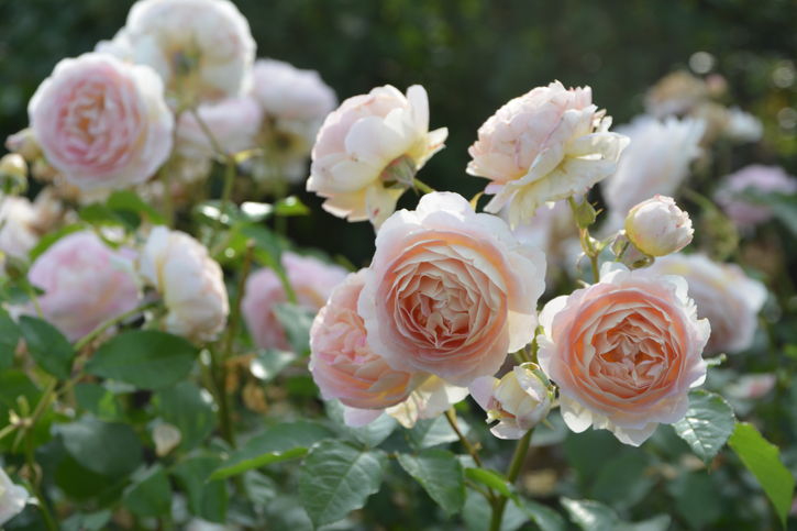 バラ大苗 サシェ 7号 ロサ・オリエンティスプログレッシオ｜花木04-PA