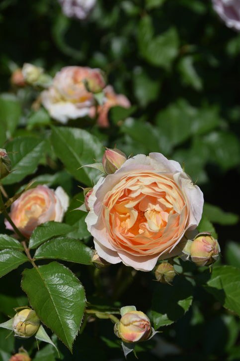 9枚バラ売り不可！！ バラ大苗 サシェ 7号 ロサ・オリエンティスプログレッシオ｜花木04-PA