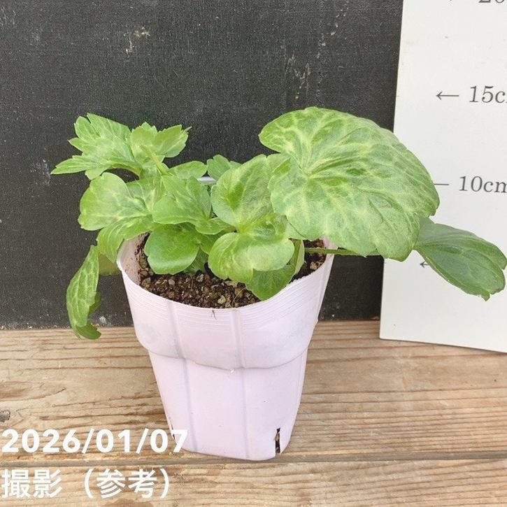 専用ページ　ラナンキュラスラックス苗 ラナンキュラス ラックス 苗 セット - メルカリ