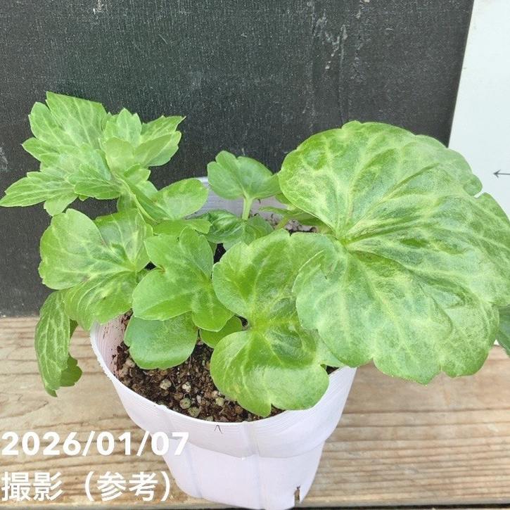 ラナンキュラス ラックスシリーズ 3.5～4号 ペネロペ｜草花04-PA