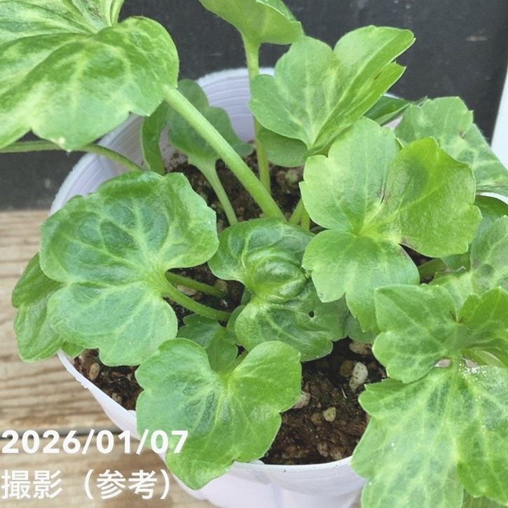 ラナンキュラス ラックスシリーズ 3.5～4号 ペネロペ｜草花04-PA