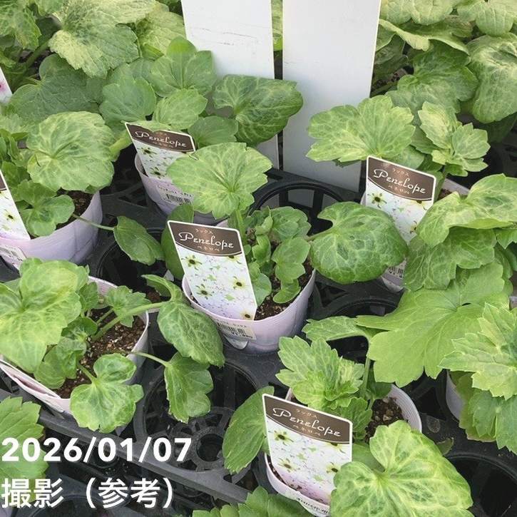 ラナンキュラス ラックスシリーズ 3.5～4号 ペネロペ｜草花04-PA