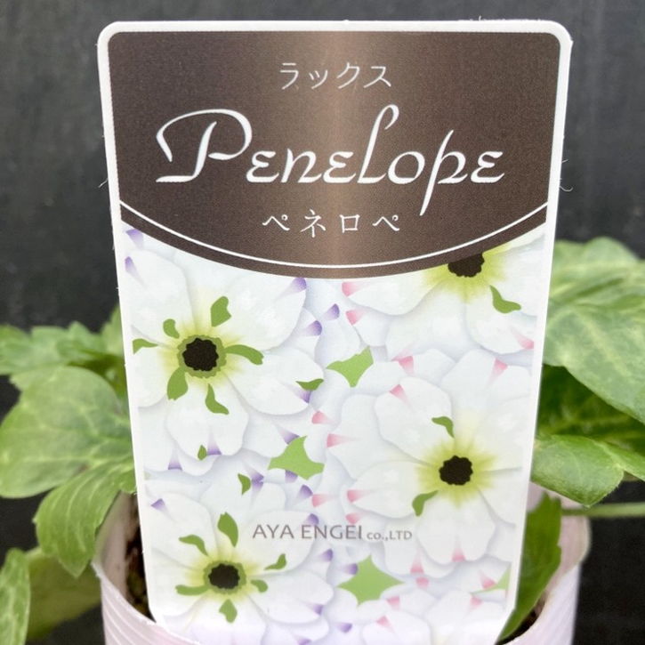 ⑭ ラナンキュラス　ラックス 園芸ネット本店｜ラナンキュラス：ラックス アリアドネ5号鉢（夏越し