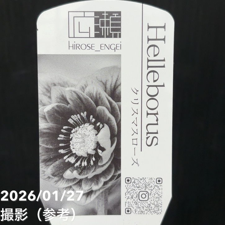 一点物】広瀬園芸 クリスマスローズ 6号（HR4）｜山野04-PA | 草花