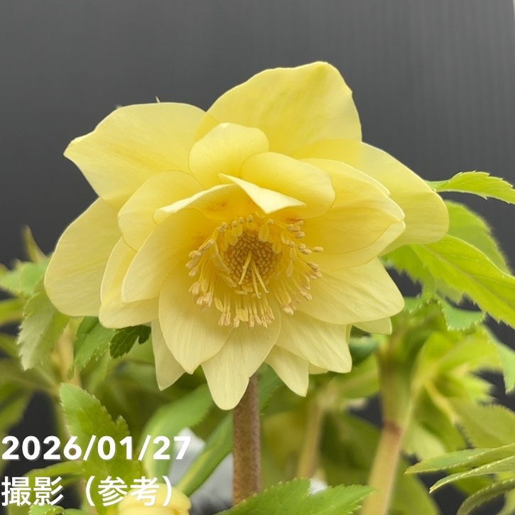 一点物】広瀬園芸 クリスマスローズ 6号（HR4）｜山野04-PA | 草花