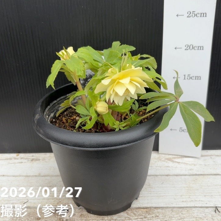 一点物】広瀬園芸 クリスマスローズ 6号（HR4）｜山野04-PA | 草花