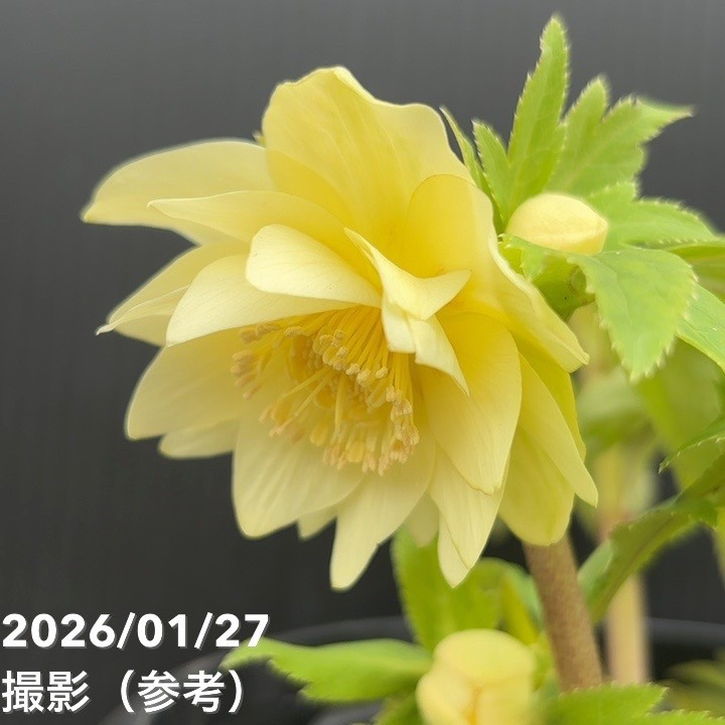 一点物】広瀬園芸 クリスマスローズ 6号（HR4）｜山野04-PA | 草花