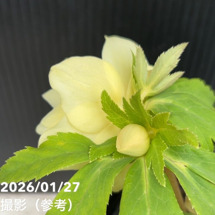 一点物】広瀬園芸 クリスマスローズ 6号（HR4）｜山野04-PA | 草花