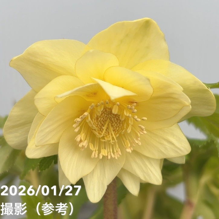 一点物】広瀬園芸 クリスマスローズ 6号（HR4）｜山野04-PA | 草花