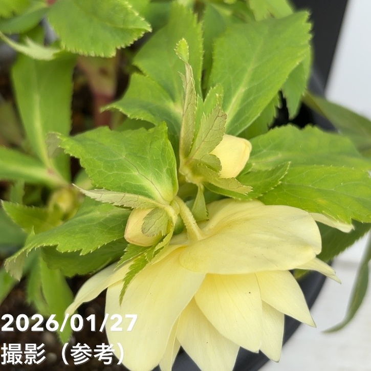 一点物】広瀬園芸 クリスマスローズ 6号（HR4）｜山野04-PA | 草花