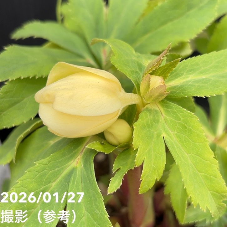 一点物】広瀬園芸 クリスマスローズ 6号（HR4）｜山野04-PA | 草花