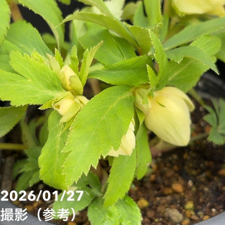 一点物】広瀬園芸 クリスマスローズ 6号（HR4）｜山野04-PA | 草花
