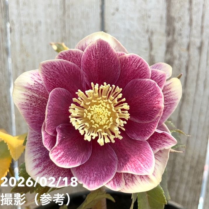 一点物】広瀬園芸 クリスマスローズ 4号（HR27）｜山野04-PA | 草花