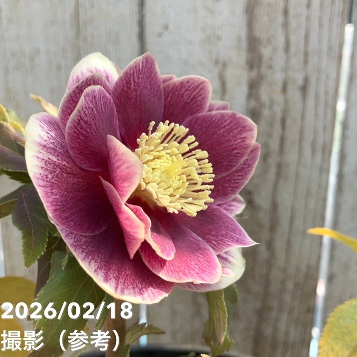 一点物】広瀬園芸 クリスマスローズ 4号（HR27）｜山野04-PA | 草花