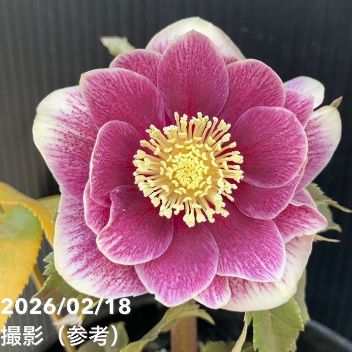 一点物】広瀬園芸 クリスマスローズ 4号（HR27）｜山野04-PA | 草花