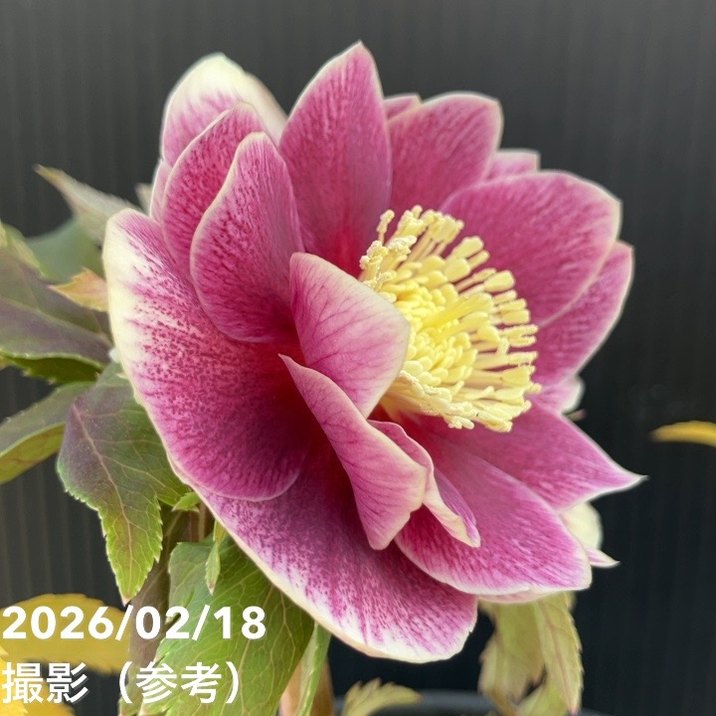 一点物】広瀬園芸 クリスマスローズ 4号（HR27）｜山野04-PA | 草花