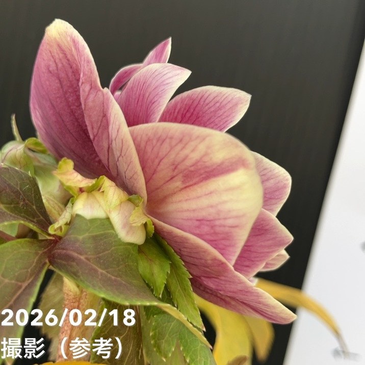 一点物】広瀬園芸 クリスマスローズ 4号（HR27）｜山野04-PA | 草花