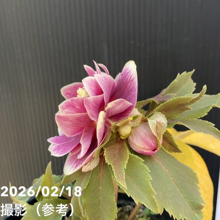 広瀬園芸　クリスマスローズ 一点物】広瀬園芸 クリスマスローズ 4号（HR27）｜山野04-PA | 草花