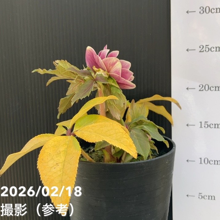 一点物】広瀬園芸 クリスマスローズ 4号（HR27）｜山野04-PA | 草花