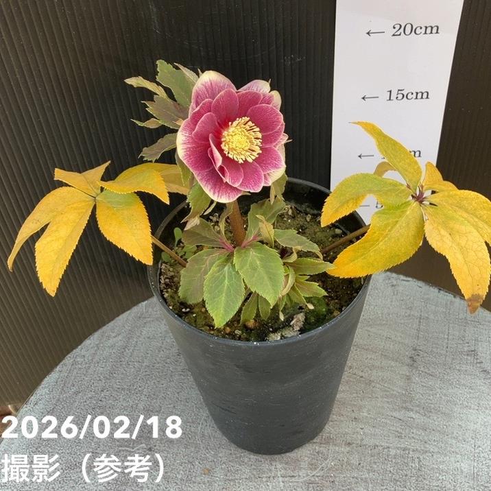 一点物】広瀬園芸 クリスマスローズ 4号（HR27）｜山野04-PA | 草花